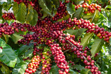15 ARABICA COFFEE Tree Shrub Seeds - Grow your own coffee!